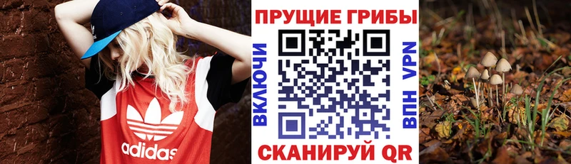 купить наркотик  Козельск  MEGA ТОР  Галлюциногенные грибы Cubensis 